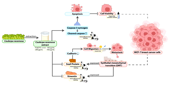 Graphical Abstract